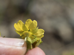 Potentilla gracilis fastigiata