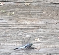 Orthetrum albistylum speciosum