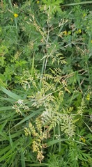 Sphallerocarpus gracilis