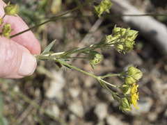 Potentilla gracilis fastigiata