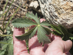 Potentilla gracilis fastigiata