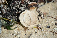 Magellania flavescens