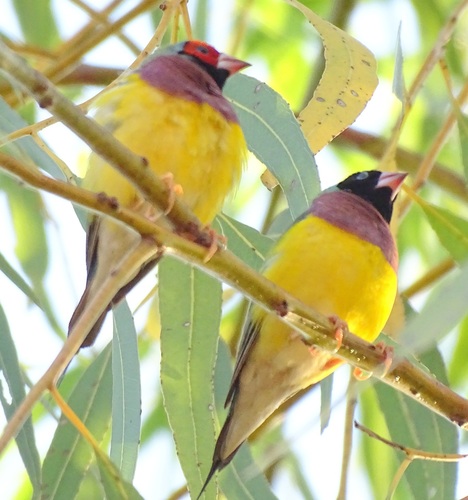 Gouldian Finch (Chloebia gouldiae), photo 8