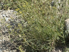 Potentilla gracilis fastigiata