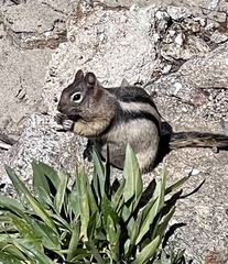Callospermophilus lateralis