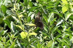 Heraclides androgeus epidaurus