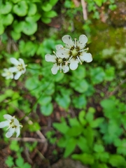 Parnassia fimbriata