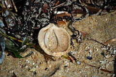 Magellania flavescens