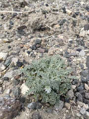 Glyptopleura marginata