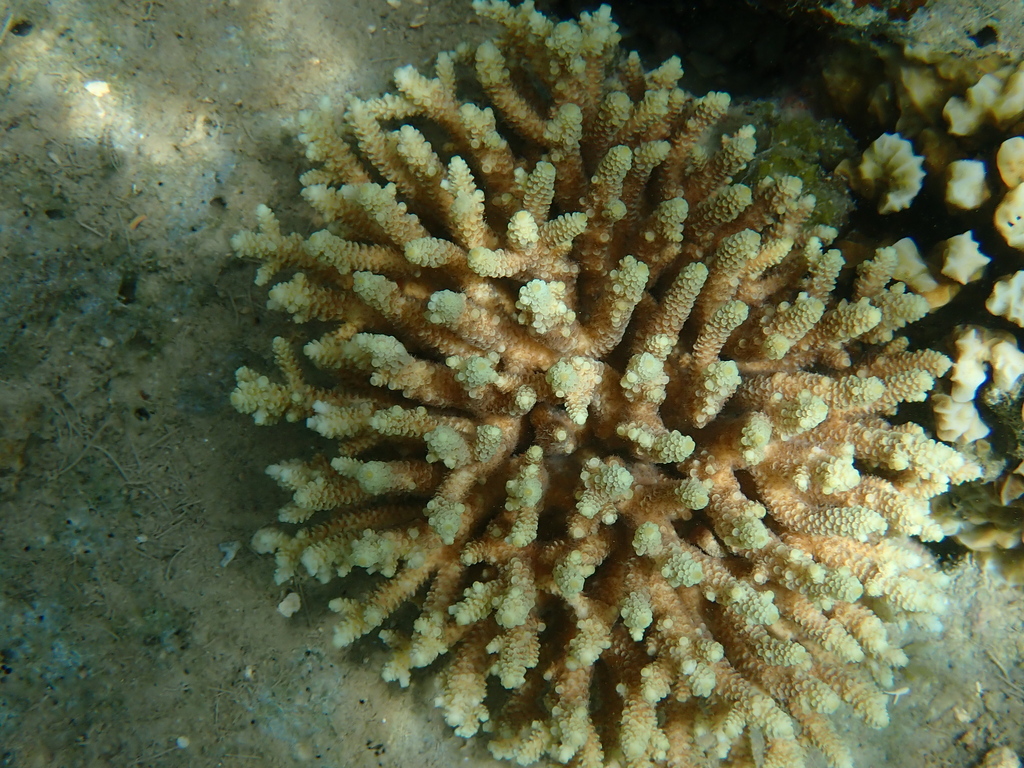 Staghorn coral