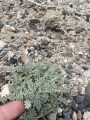 Glyptopleura marginata