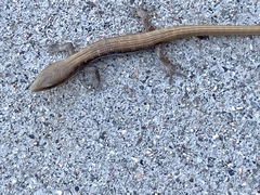 Elgaria multicarinata