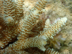 Acropora millepora