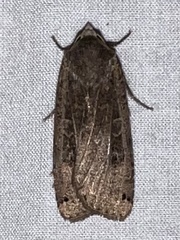 Noctua pronuba