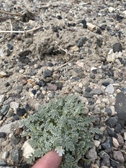 Glyptopleura marginata