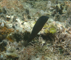 Halichoeres marginatus