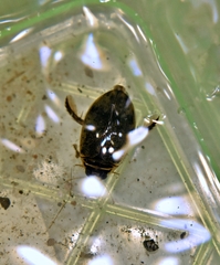 Thermonectus