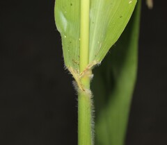 Zea mays mays