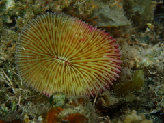 Fungia fungites