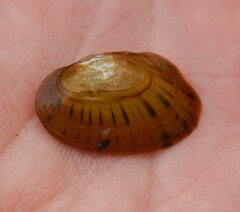 Cambarunio taeniatus