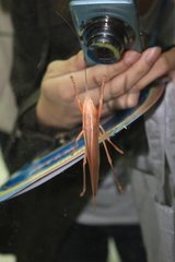 Pseudorhynchus gigas