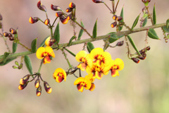 Daviesia umbellulata
