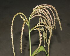 Zea mays mays