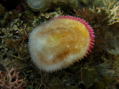 Fungia fungites