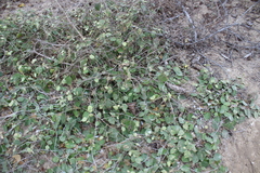 Capparicordis crotonoides