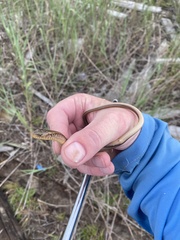 Ophisaurus ventralis