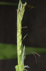 Zea mays mays