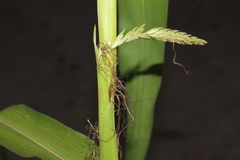 Zea mays mays