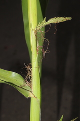 Zea mays mays