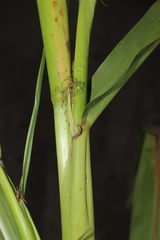 Zea mays mays