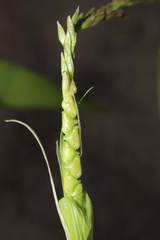 Zea mays mays