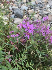 Lythrum virgatum