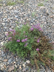Lythrum virgatum