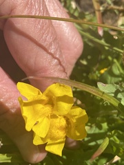 Erythranthe tilingii