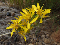 Ericameria bloomeri