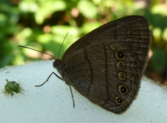 Hermeuptychia hermes