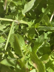 Erythranthe tilingii