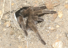Aphonopelma