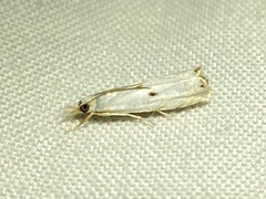 Microcrambus biguttellus