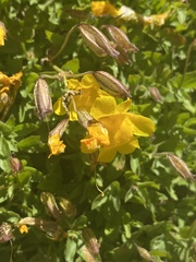 Erythranthe tilingii