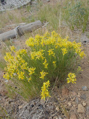 Ericameria bloomeri
