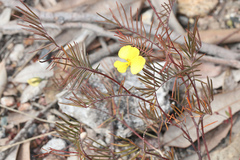 Gompholobium pinnatum