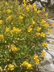 Erythranthe tilingii