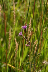 Liatris cylindracea