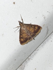 Pyrausta acrionalis