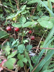 Fragaria virginiana